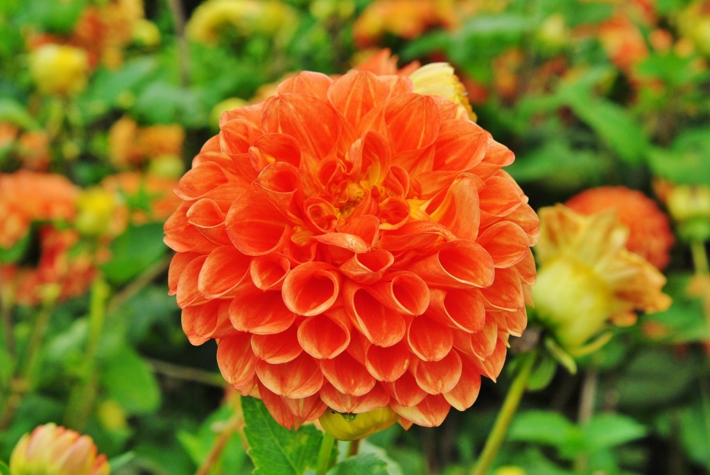 Foto: Dalia - Capolat (Barcelona), España