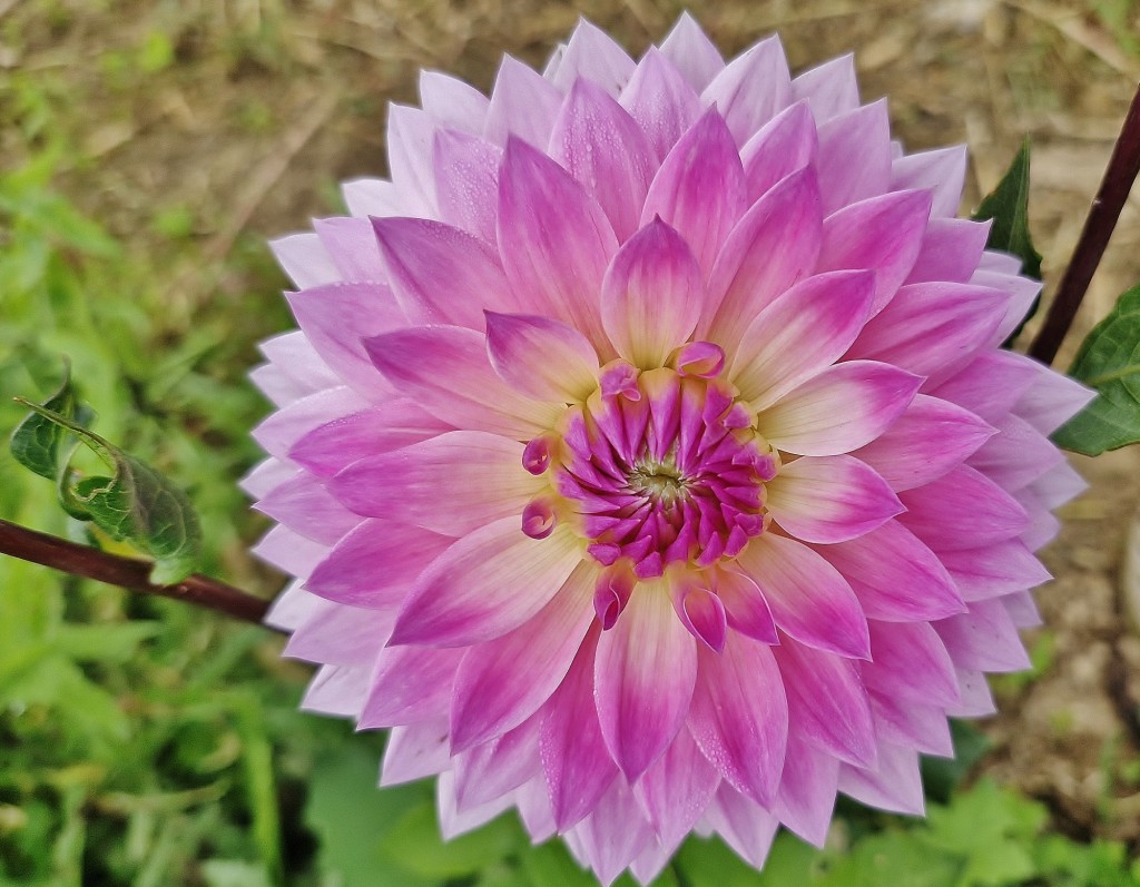 Foto: Dalia - Capolat (Barcelona), España