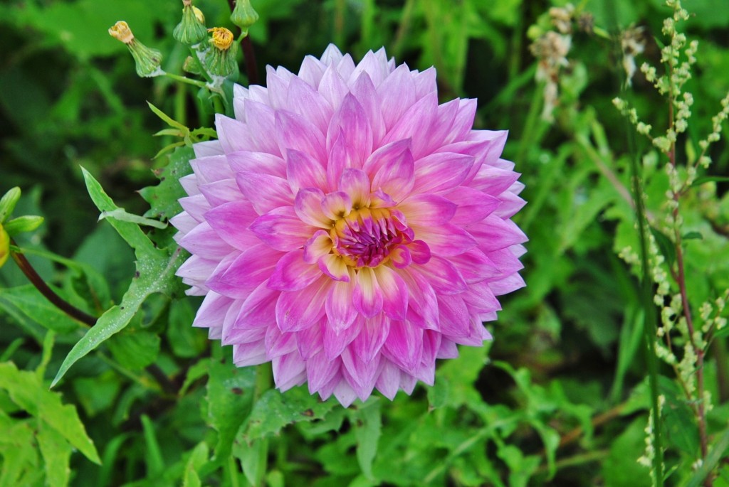 Foto: Dalia - Capolat (Barcelona), España