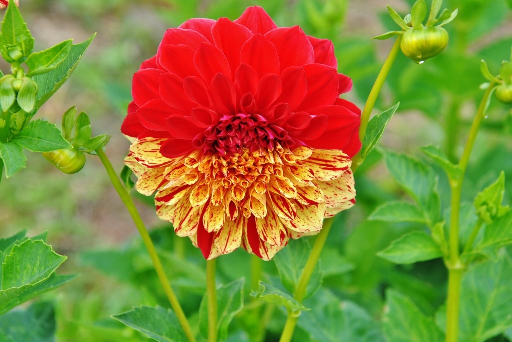 Foto: Dalia - Capolat (Barcelona), España