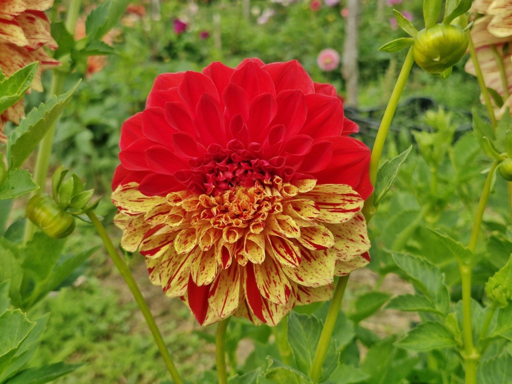 Foto: Dalia - Capolat (Barcelona), España