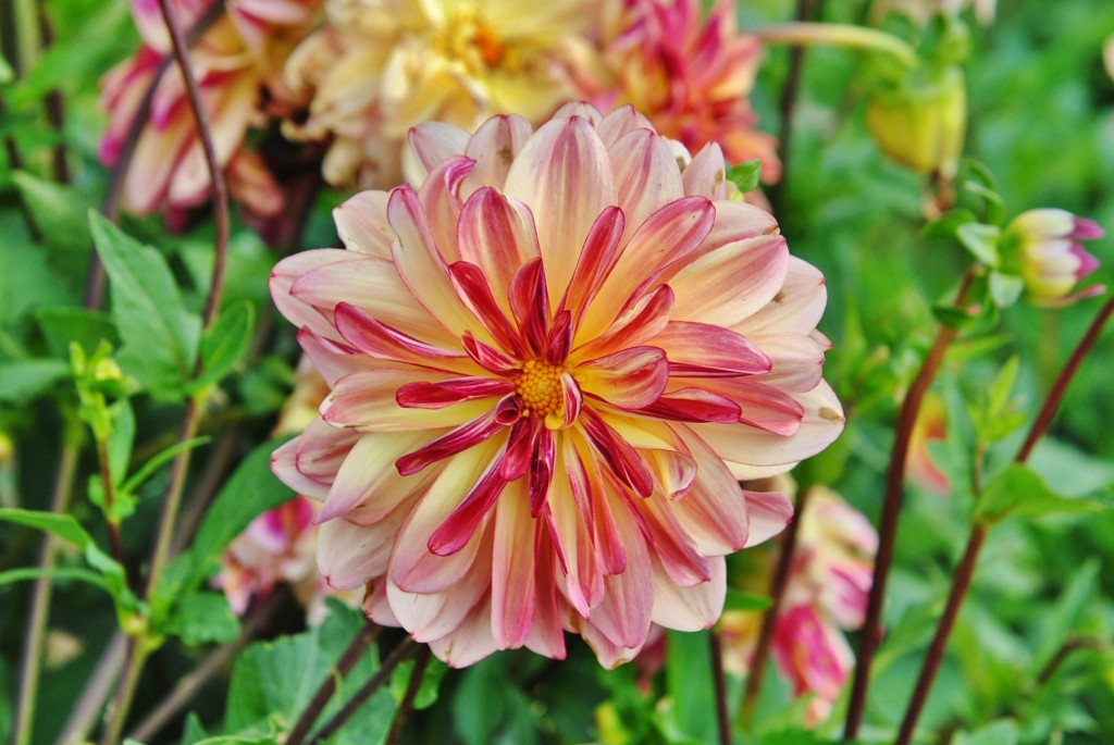 Foto: Dalia - Capolat (Barcelona), España