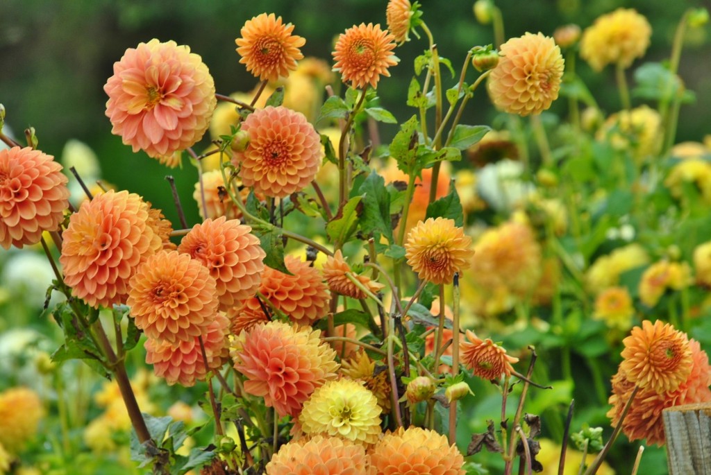 Foto: Dalia - Capolat (Barcelona), España