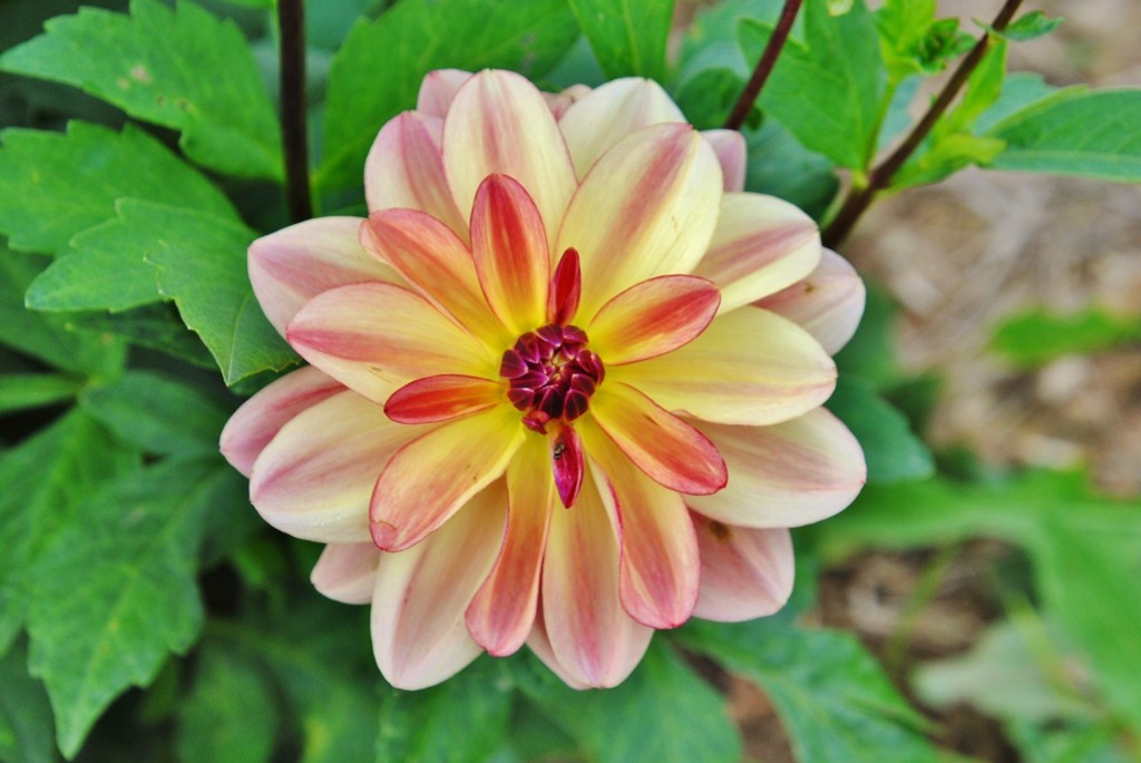 Foto: Dalia - Capolat (Barcelona), España