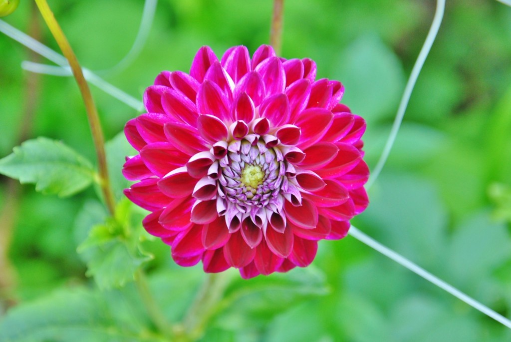 Foto: Dalia - Capolat (Barcelona), España