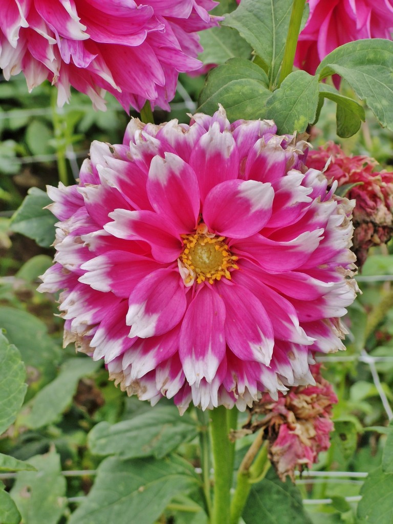 Foto: Dalia - Capolat (Barcelona), España