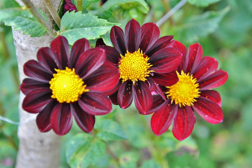 Foto: Dalia - Capolat (Barcelona), España