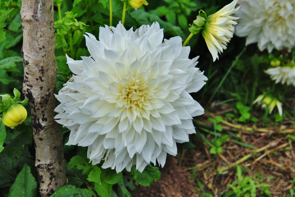 Foto: Dalia - Capolat (Barcelona), España