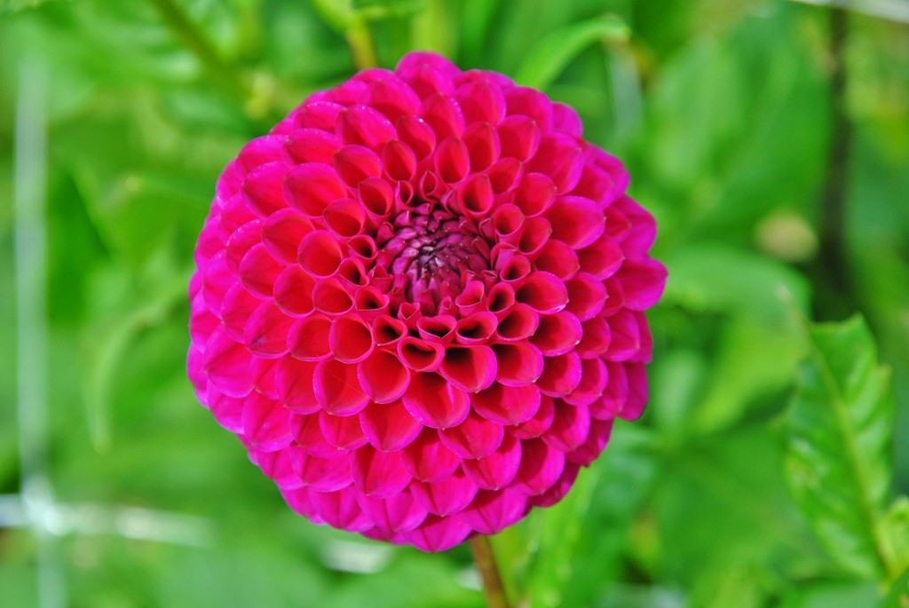 Foto: Dalia - Capolat (Barcelona), España