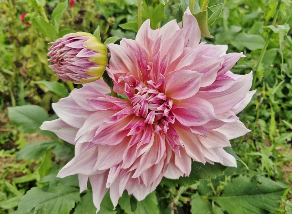 Foto: Dalia - Capolat (Barcelona), España