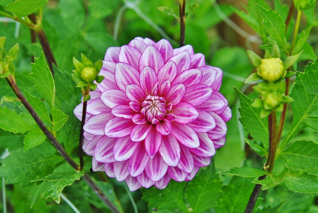 Foto: Dalia - Capolat (Barcelona), España