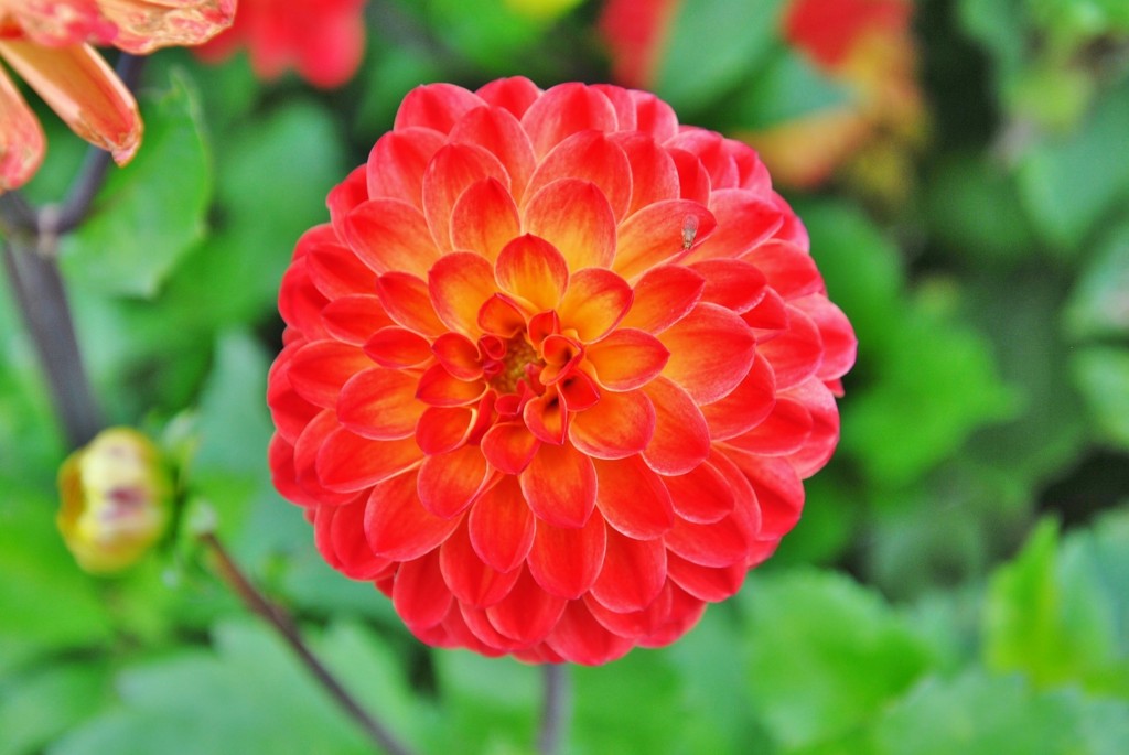 Foto: Dalia - Capolat (Barcelona), España