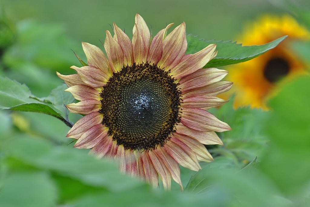 Foto: Girasol - Capolat (Barcelona), España