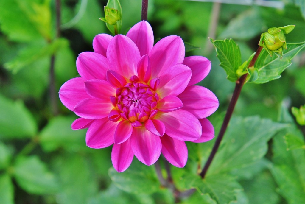 Foto: Dalia - Capolat (Barcelona), España