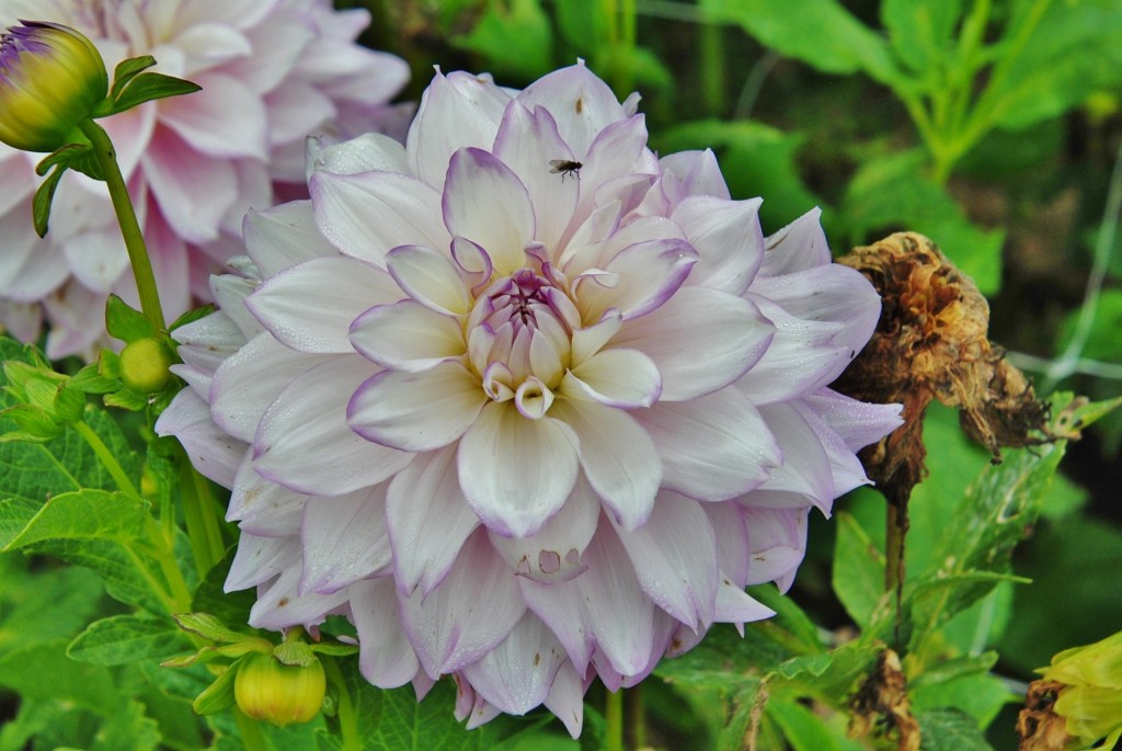 Foto: Dalia - Capolat (Barcelona), España