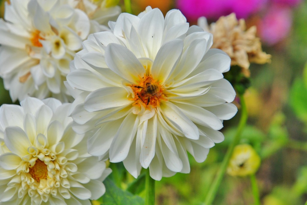 Foto: Dalia - Capolat (Barcelona), España