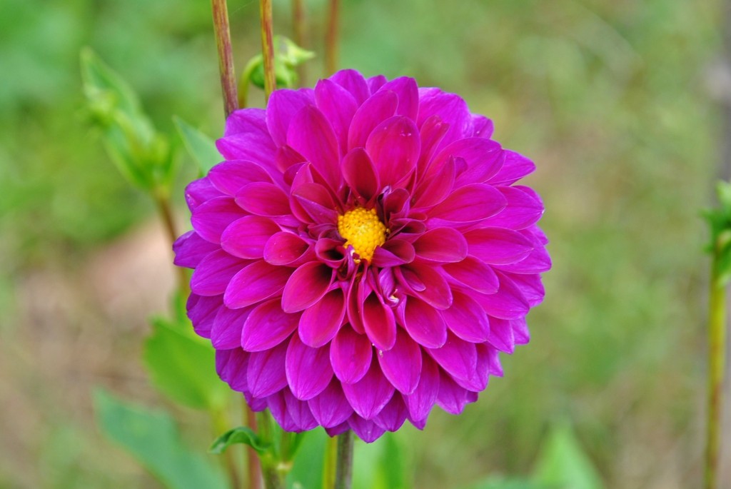 Foto: Dalia - Capolat (Barcelona), España