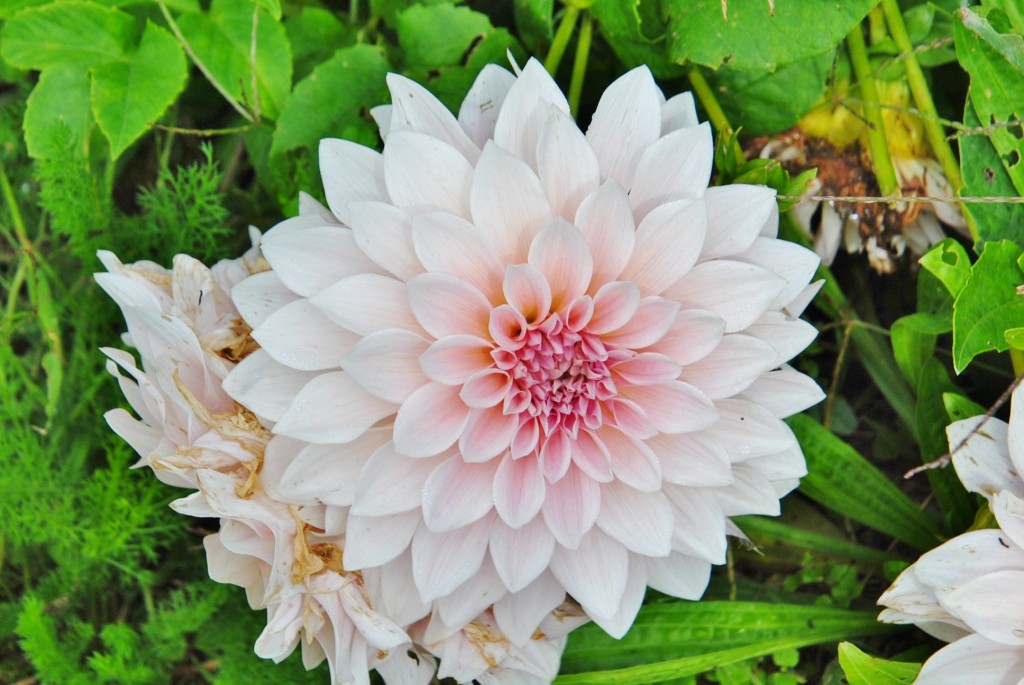 Foto: Dalia - Capolat (Barcelona), España