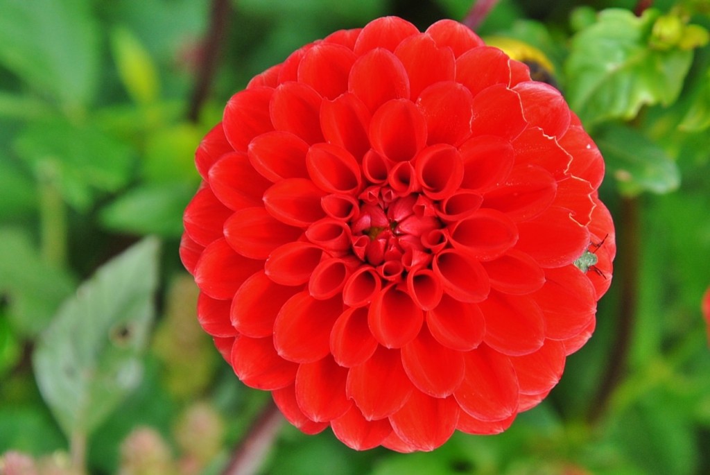 Foto: Dalia - Capolat (Barcelona), España