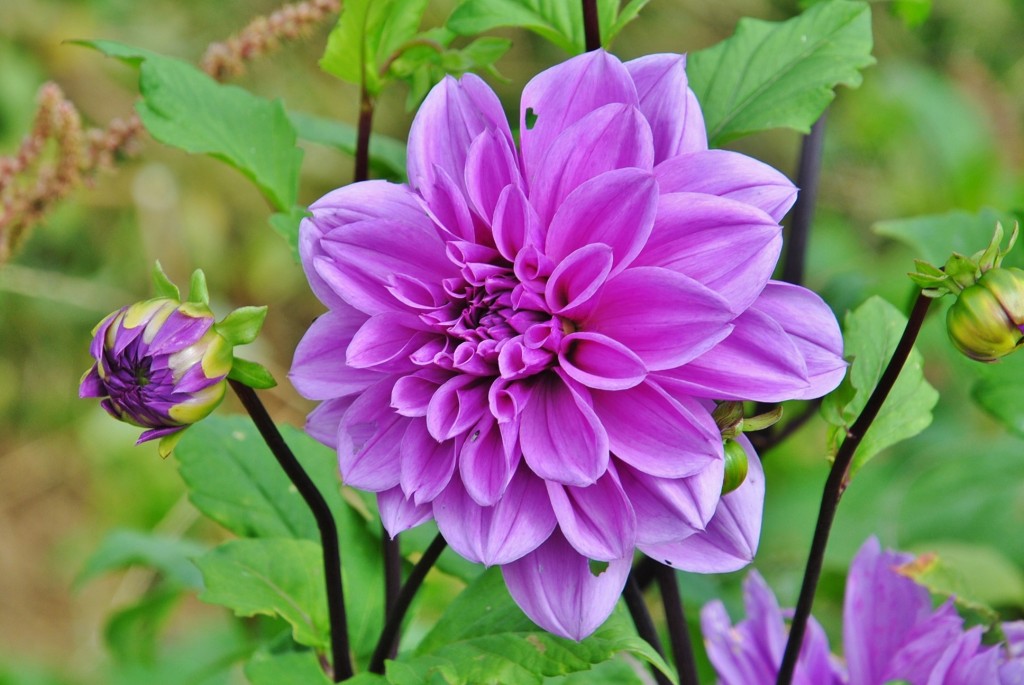 Foto: Dalia - Capolat (Barcelona), España