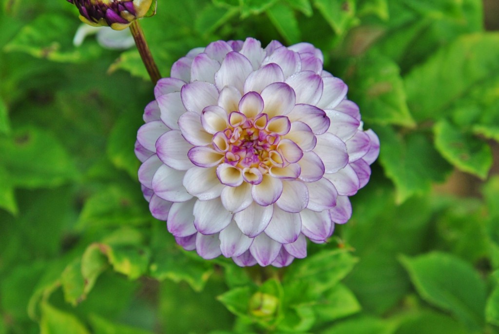 Foto: Dalia - Capolat (Barcelona), España