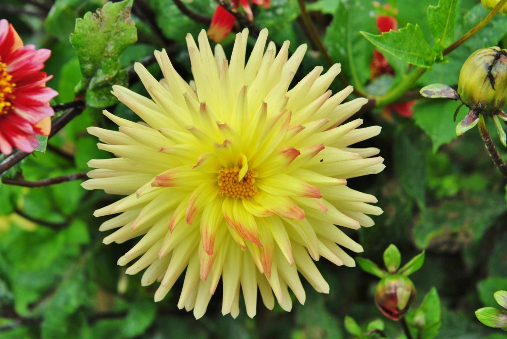 Foto: Dalia - Capolat (Barcelona), España