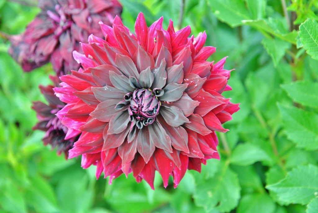 Foto: Dalia - Capolat (Barcelona), España