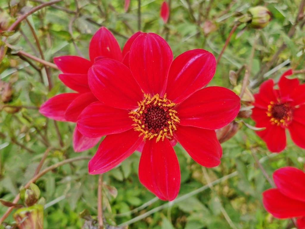 Foto: Dalia - Capolat (Barcelona), España