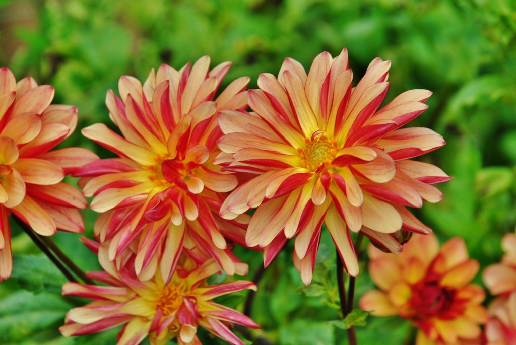 Foto: Dalia - Capolat (Barcelona), España