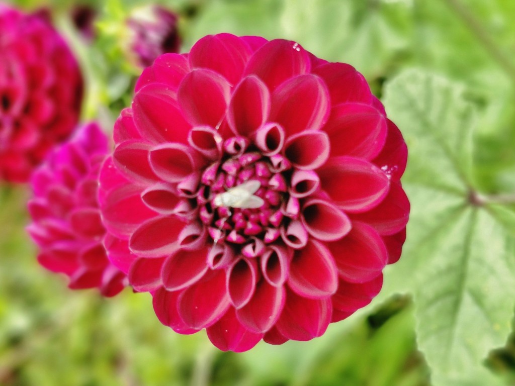 Foto: Dalia - Capolat (Barcelona), España