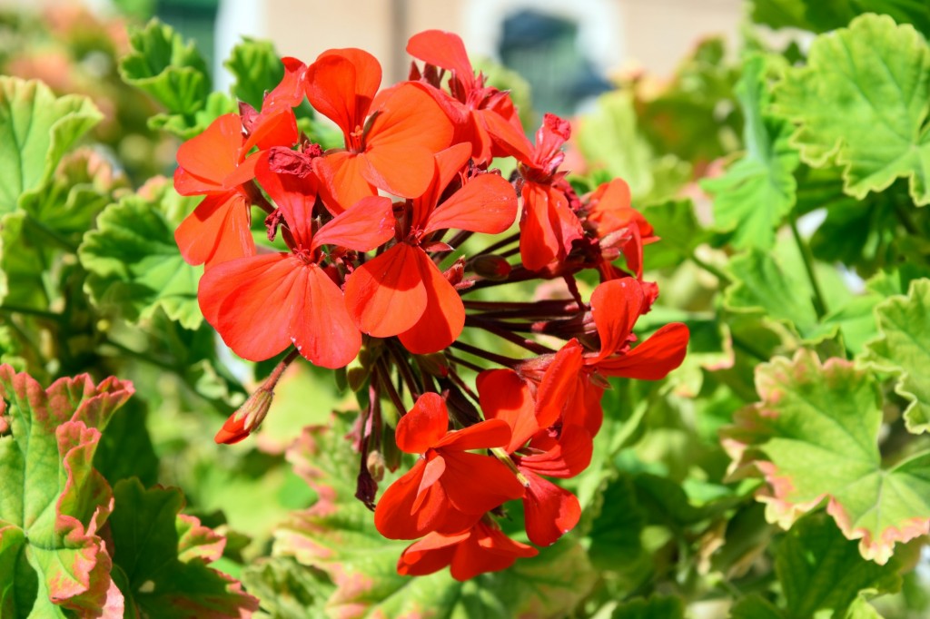 Foto: Geranio rojo - Alpandeire (Málaga), España