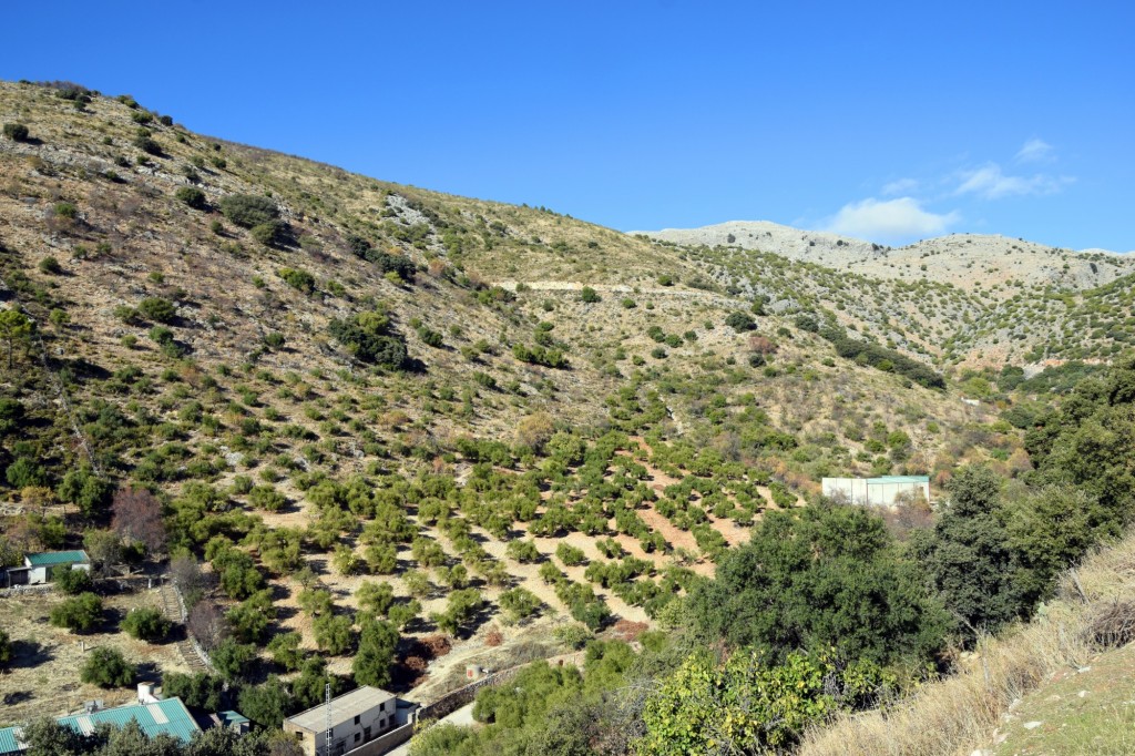 Foto: Arroyo de la Fuente - Alpandeire (Málaga), España