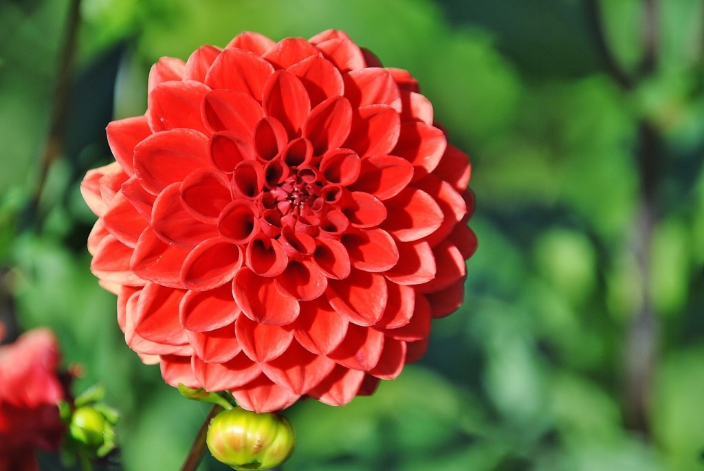 Foto: Dalias - Saldes (Barcelona), España