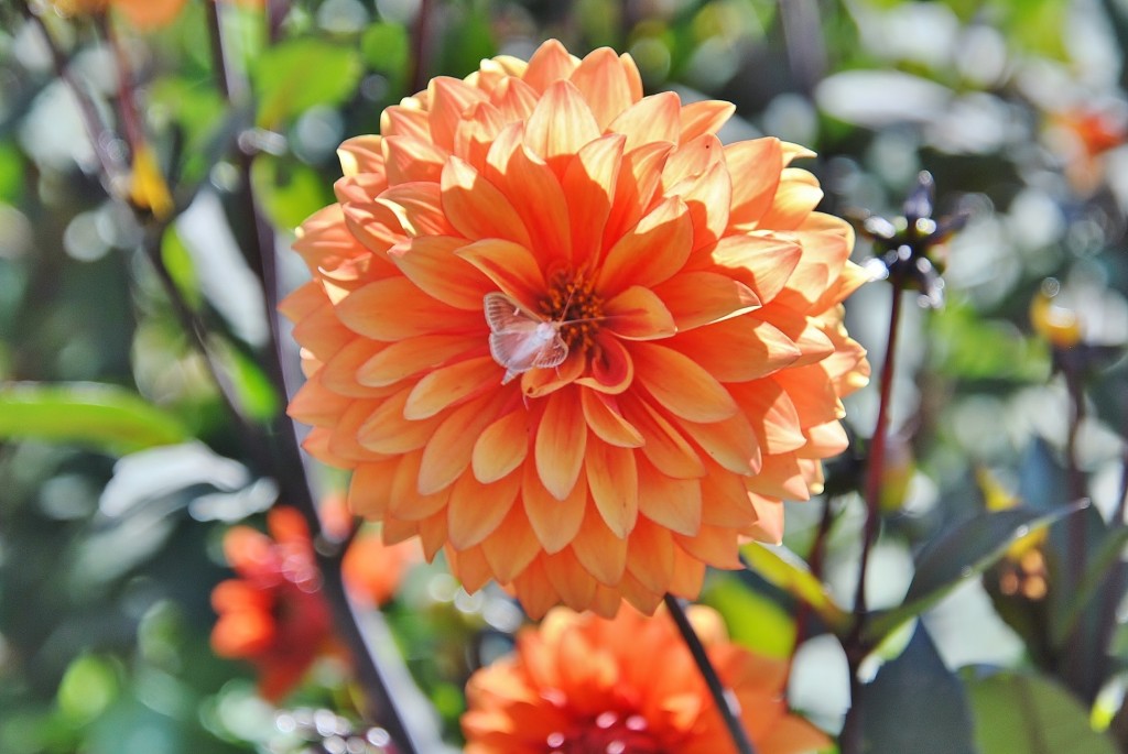 Foto: Dalias - Saldes (Barcelona), España