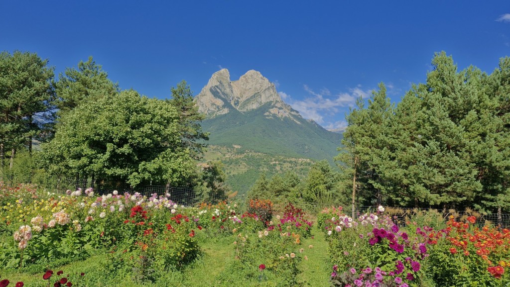 Foto: Dalias - Saldes (Barcelona), España