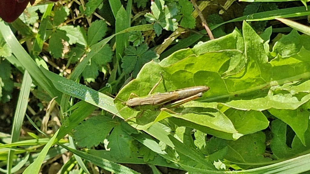 Foto: Dalias - Saldes (Barcelona), España