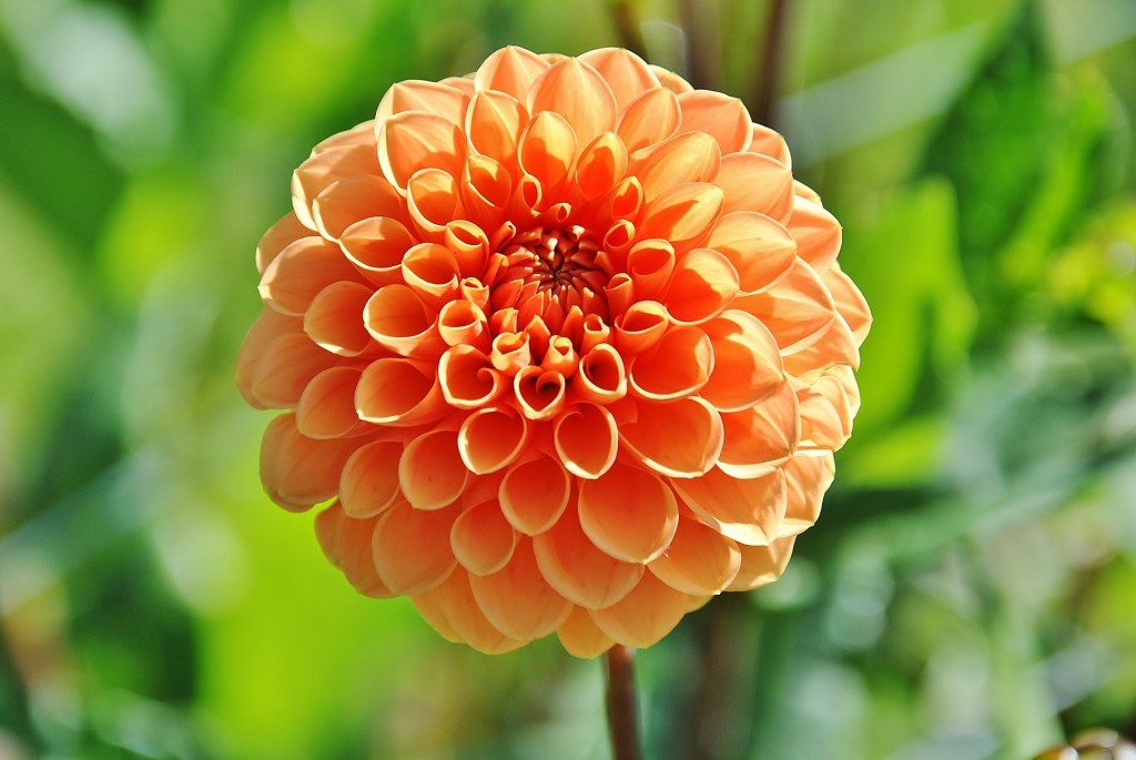 Foto: Dalias - Saldes (Barcelona), España