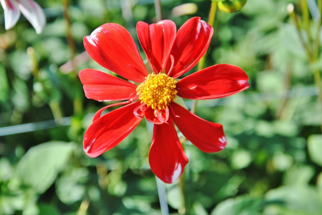 Foto: Dalias - Saldes (Barcelona), España