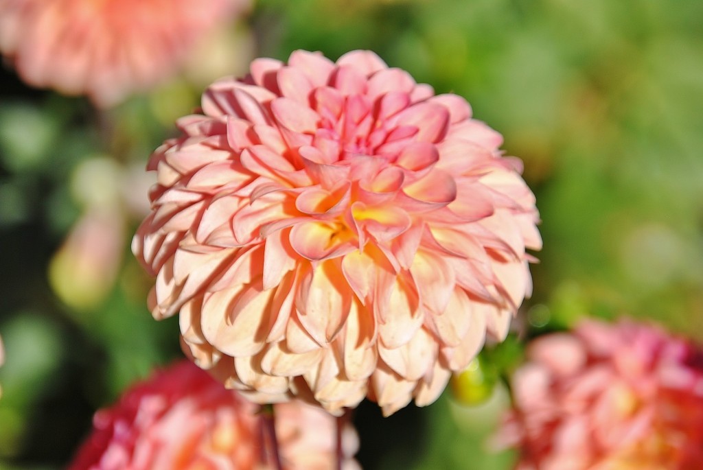 Foto: Dalias - Saldes (Barcelona), España