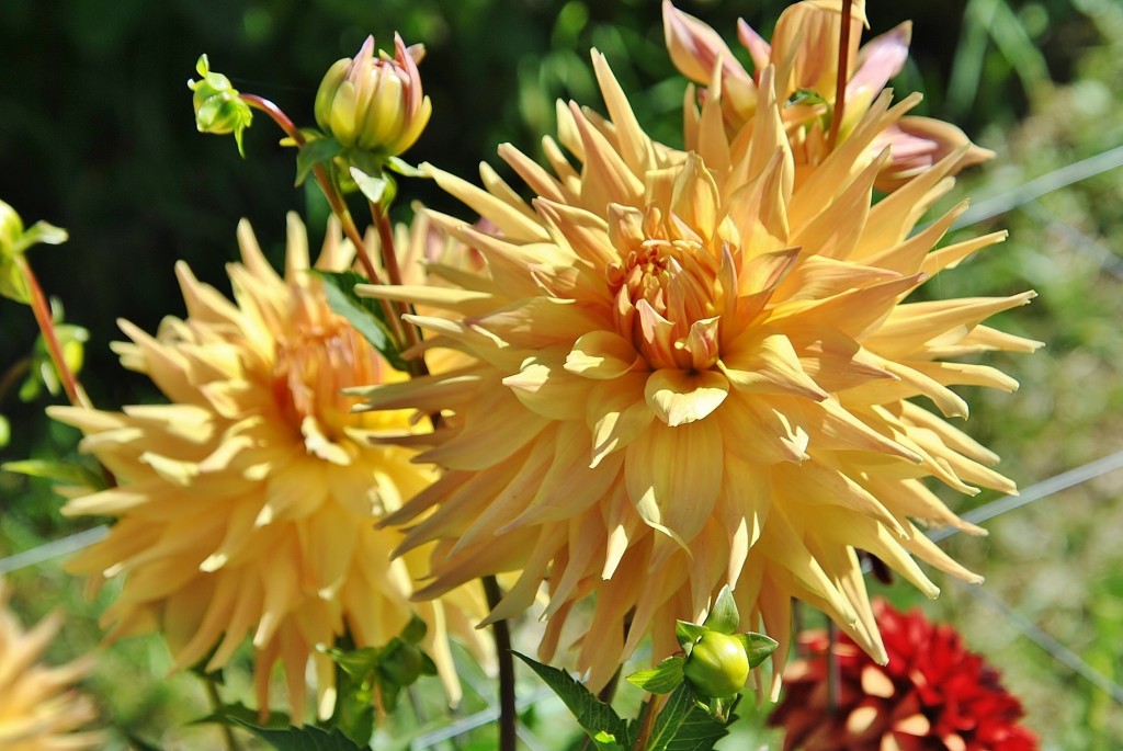 Foto: Dalias - Saldes (Barcelona), España