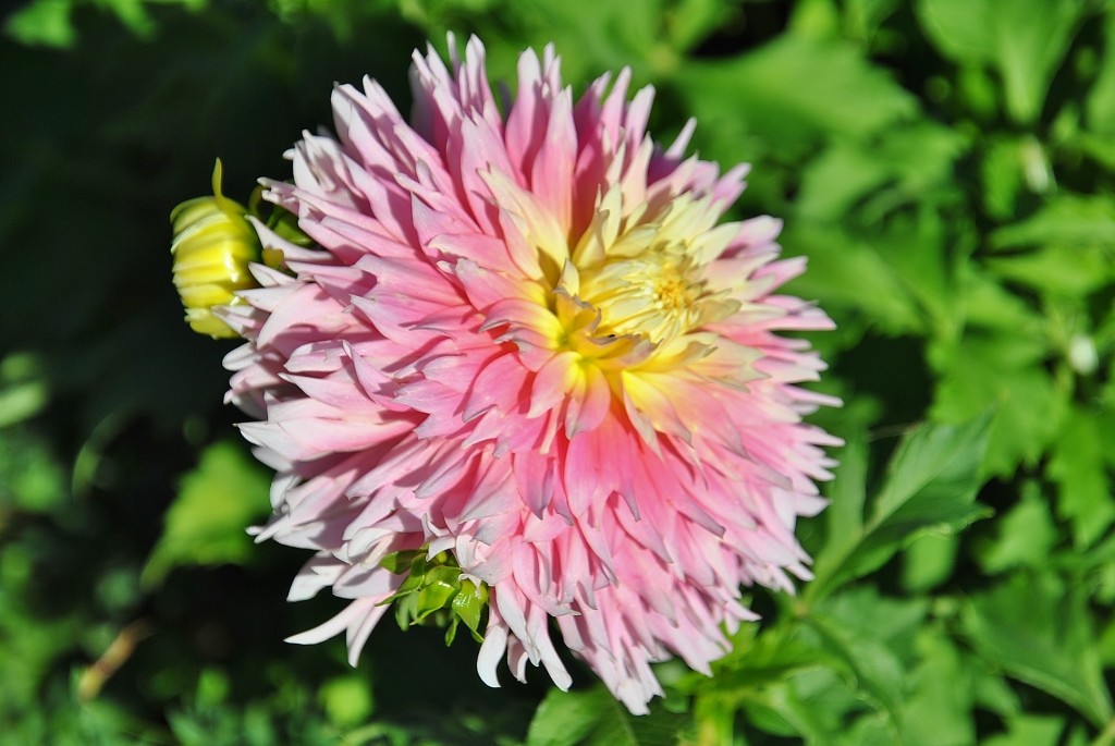 Foto: Dalias - Saldes (Barcelona), España