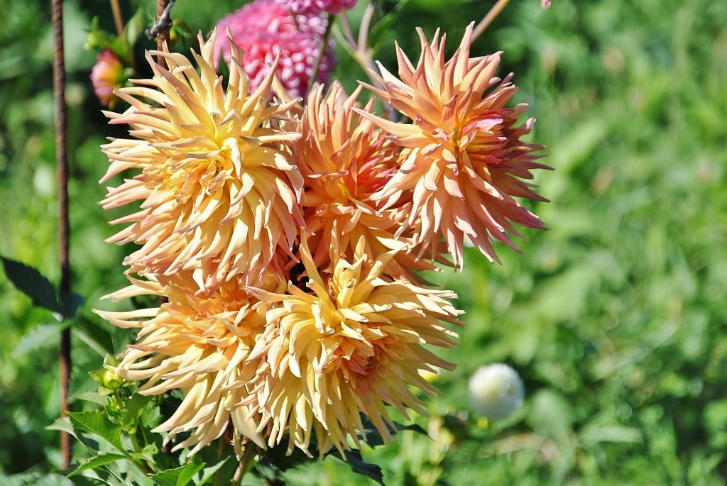 Foto: Dalias - Saldes (Barcelona), España