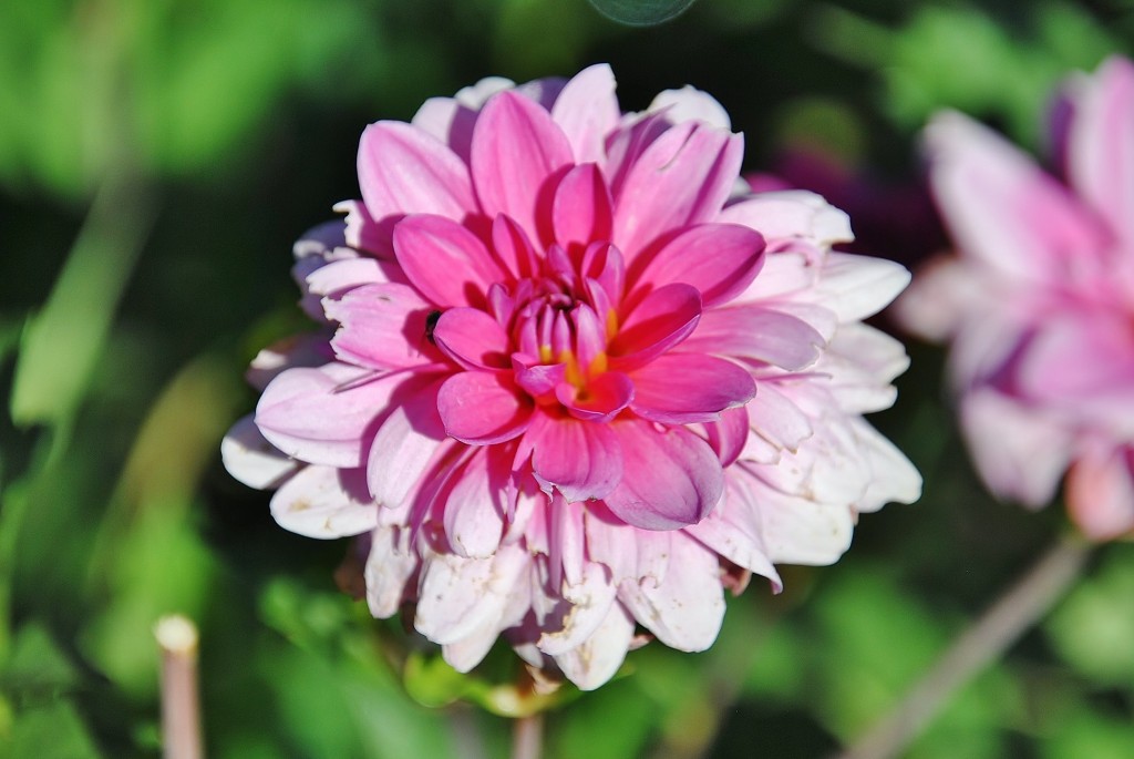 Foto: Dalias - Saldes (Barcelona), España