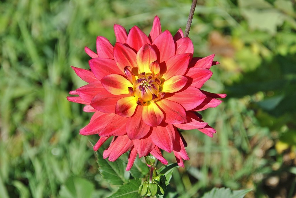 Foto: Dalias - Saldes (Barcelona), España