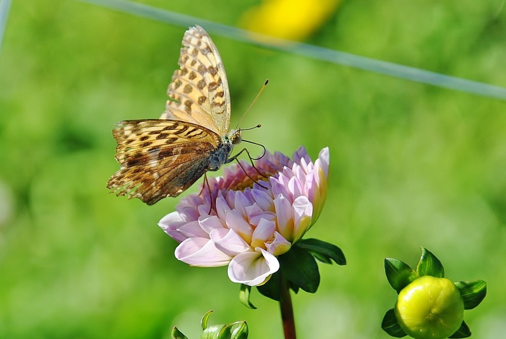 Foto: Dalias - Saldes (Barcelona), España