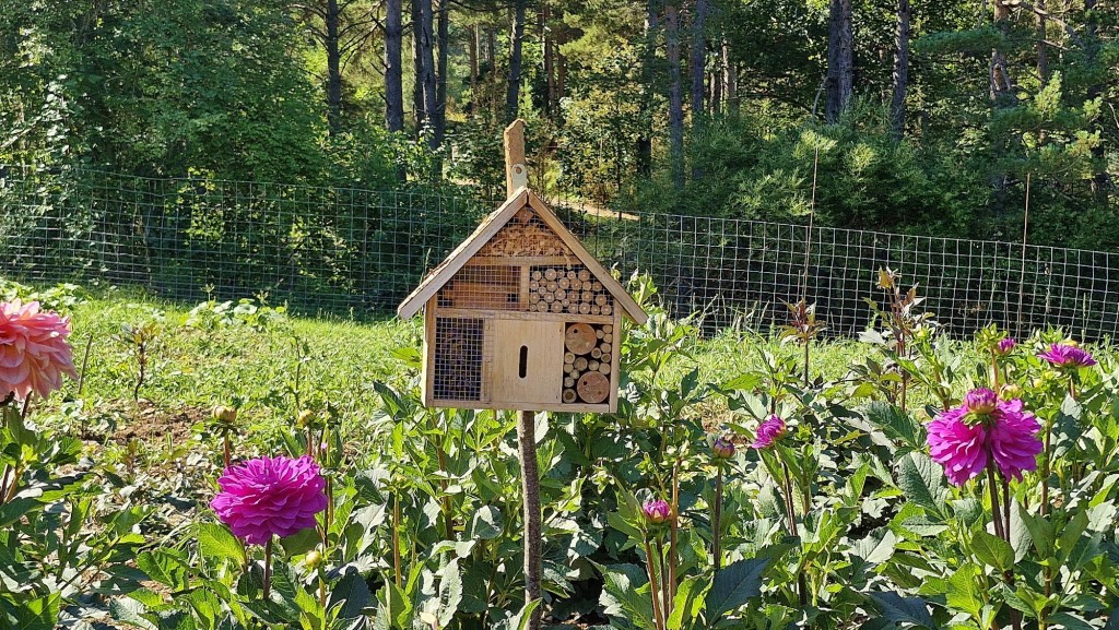 Foto: Dalias - Saldes (Barcelona), España