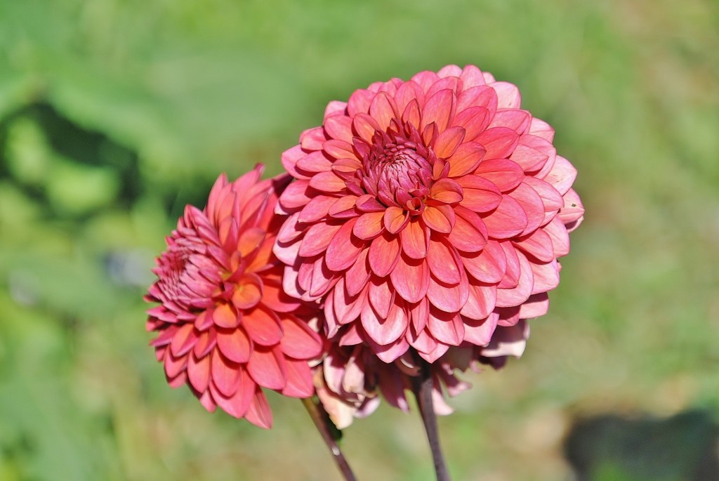 Foto: Dalias - Saldes (Barcelona), España