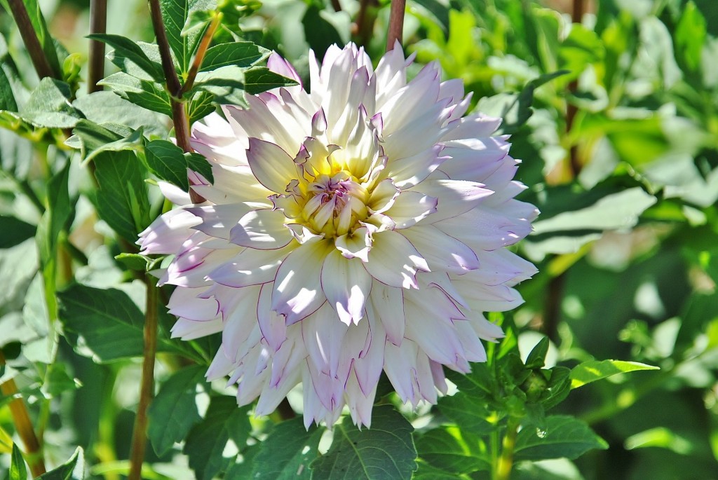 Foto: Dalias - Saldes (Barcelona), España