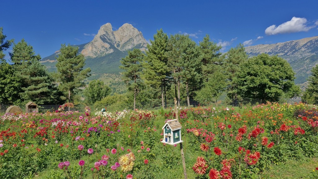 Foto: Dalias - Saldes (Barcelona), España