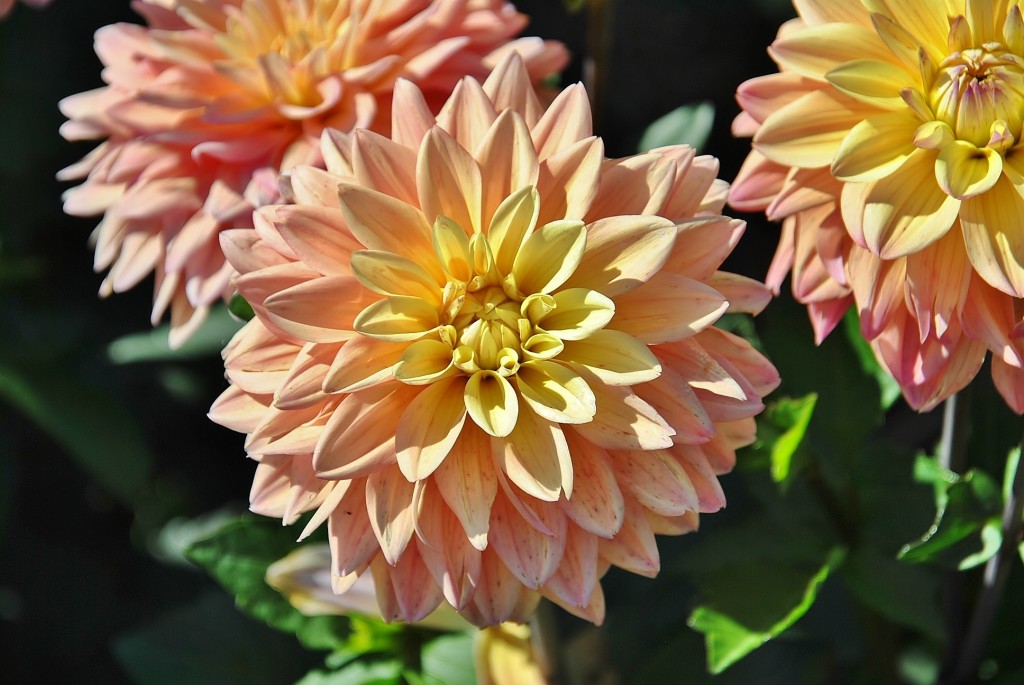 Foto: Dalias - Saldes (Barcelona), España